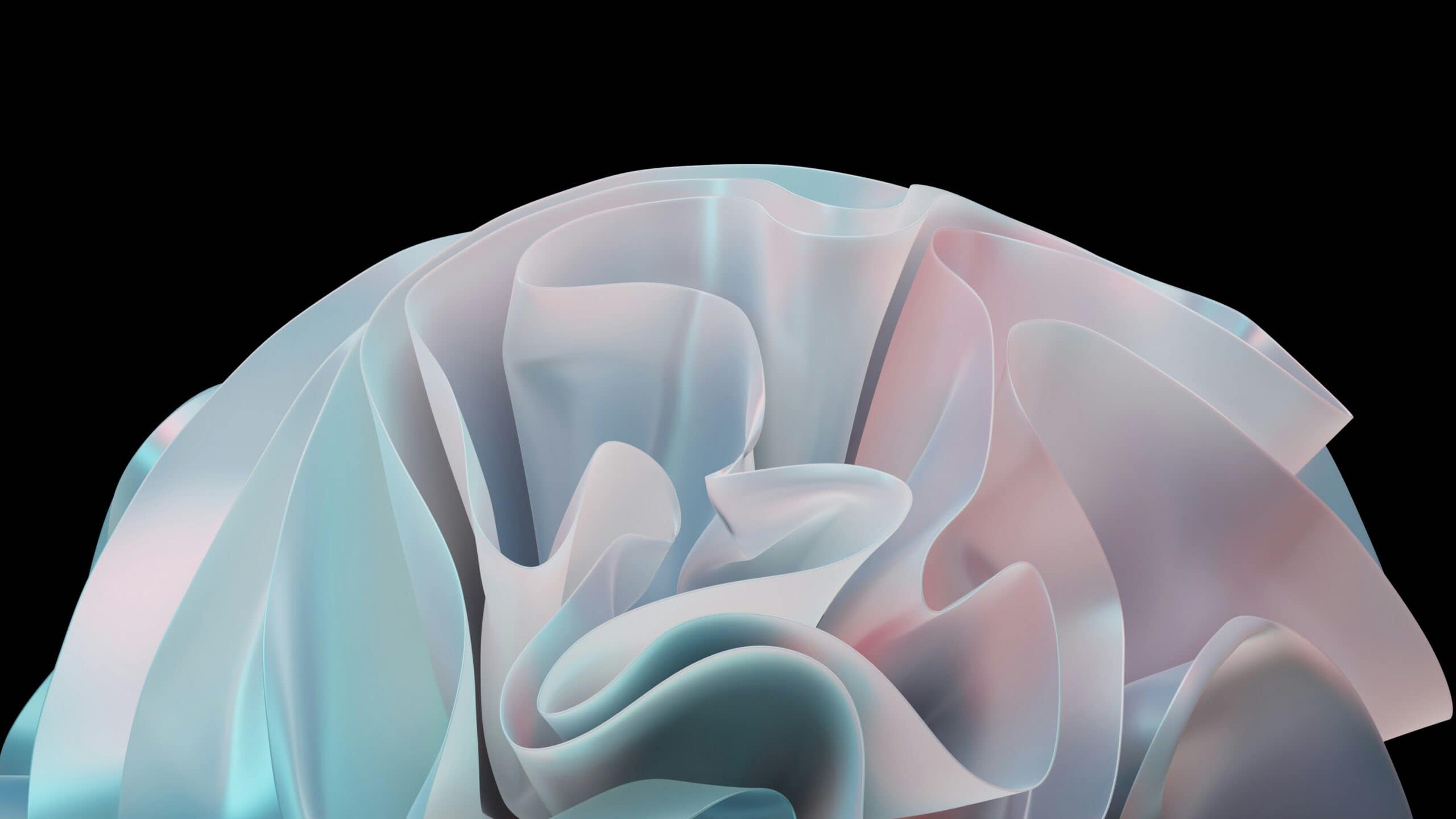 A blue and pink flower on a black background.