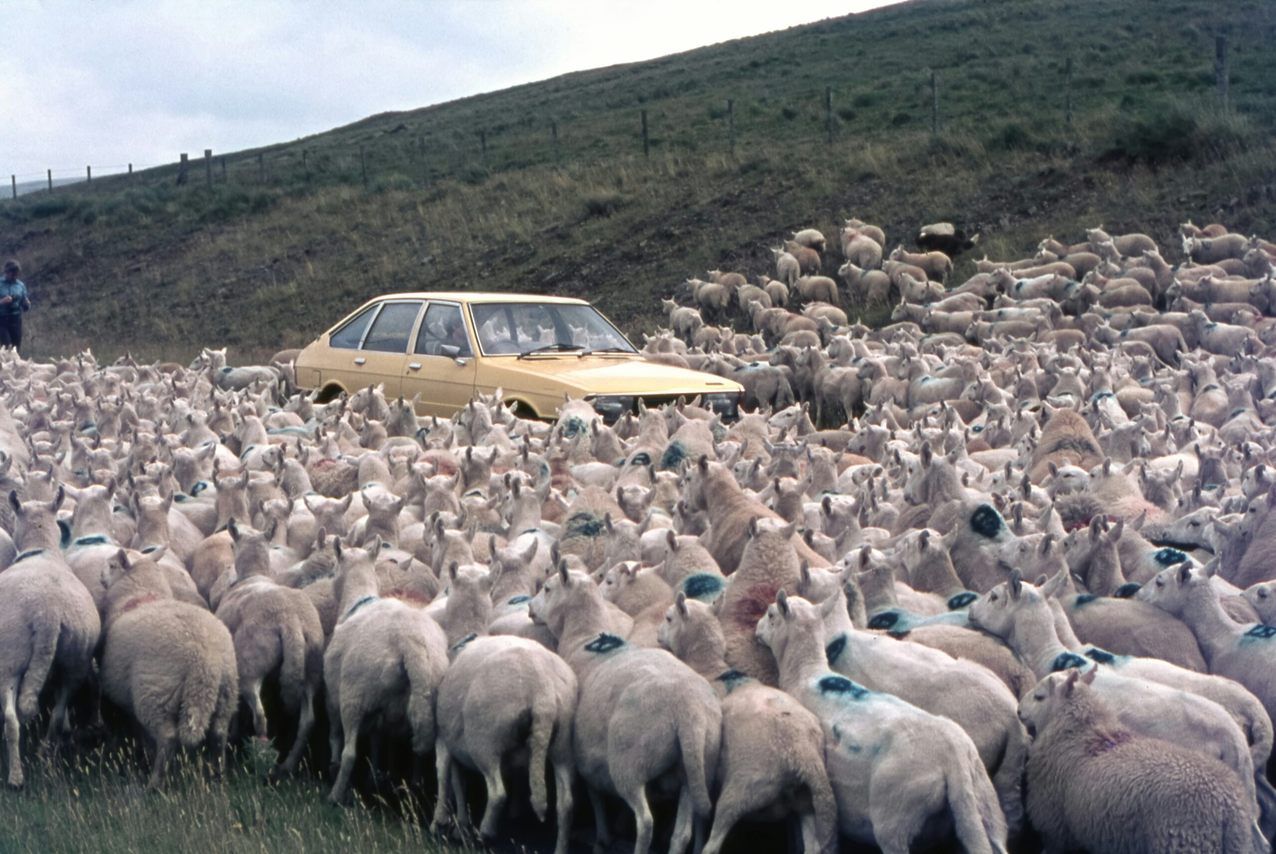 A herd of sheep.